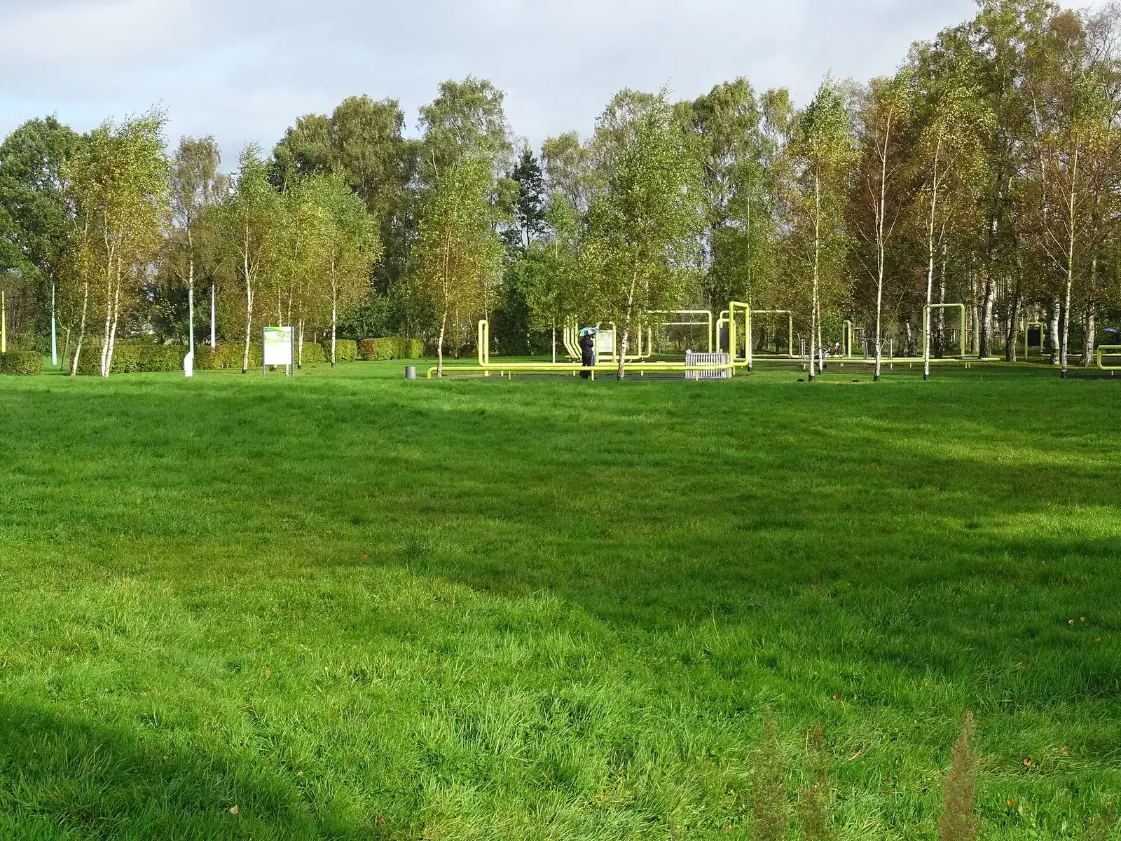 Wiese und Birken im Stadtpark Norderstedt